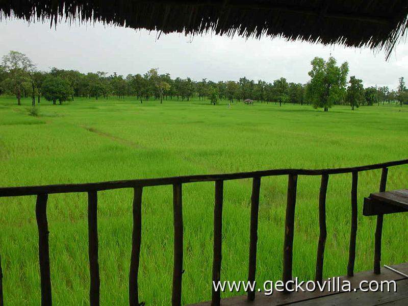 Rice paddies Thailand